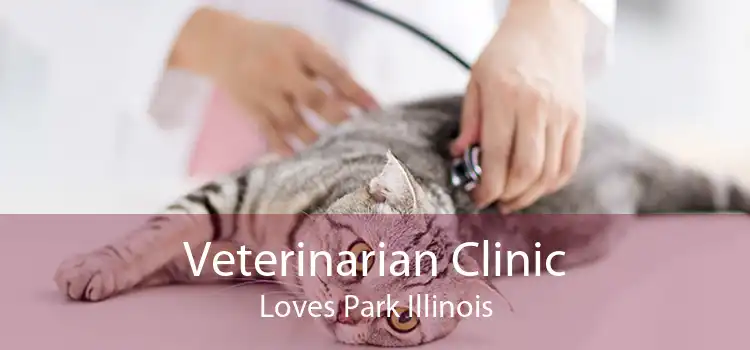 Veterinarian Clinic Loves Park Illinois
