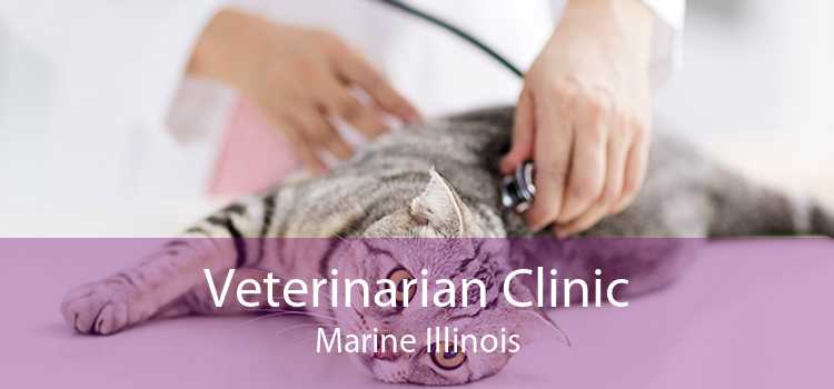 Veterinarian Clinic Marine Illinois