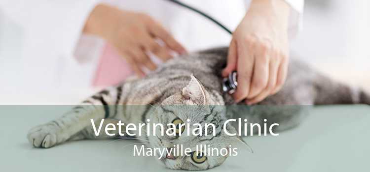 Veterinarian Clinic Maryville Illinois