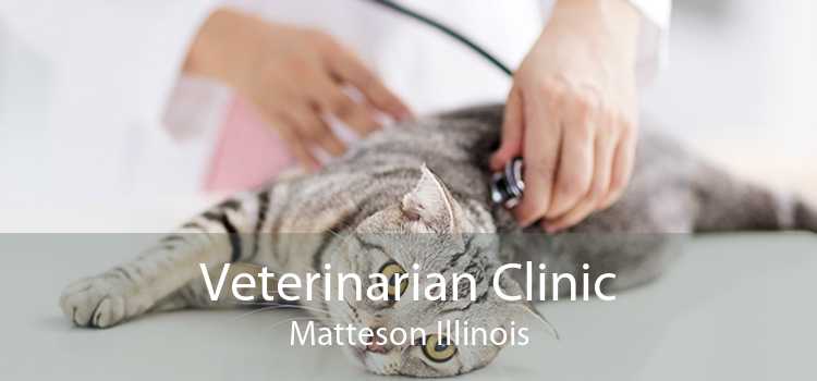 Veterinarian Clinic Matteson Illinois