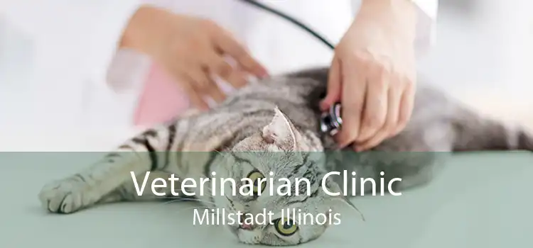 Veterinarian Clinic Millstadt Illinois