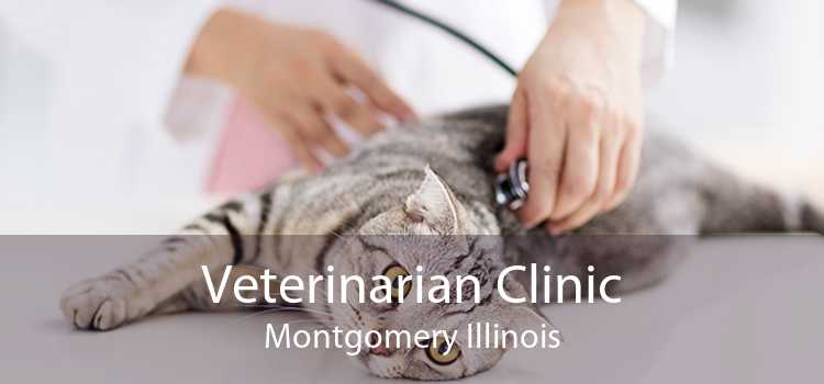 Veterinarian Clinic Montgomery Illinois