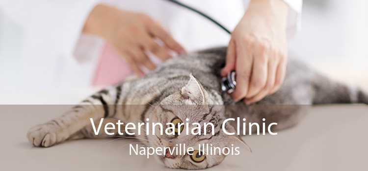Veterinarian Clinic Naperville Illinois