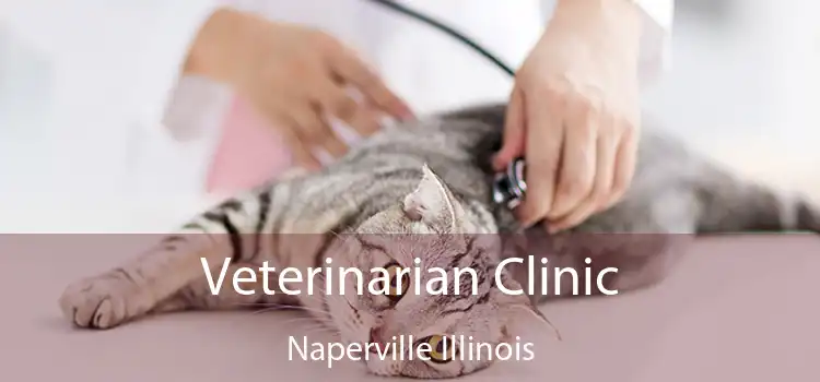 Veterinarian Clinic Naperville Illinois