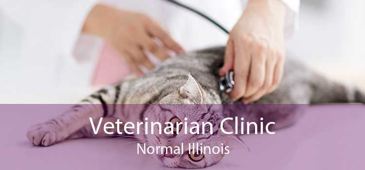 Veterinarian Clinic Normal Illinois