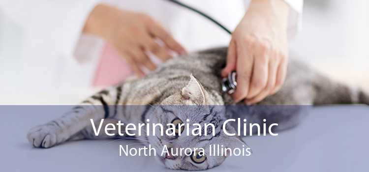Veterinarian Clinic North Aurora Illinois