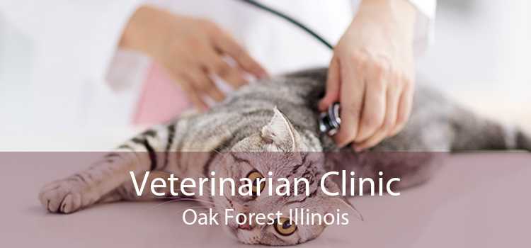 Veterinarian Clinic Oak Forest Illinois