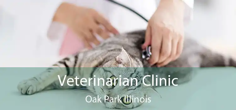 Veterinarian Clinic Oak Park Illinois