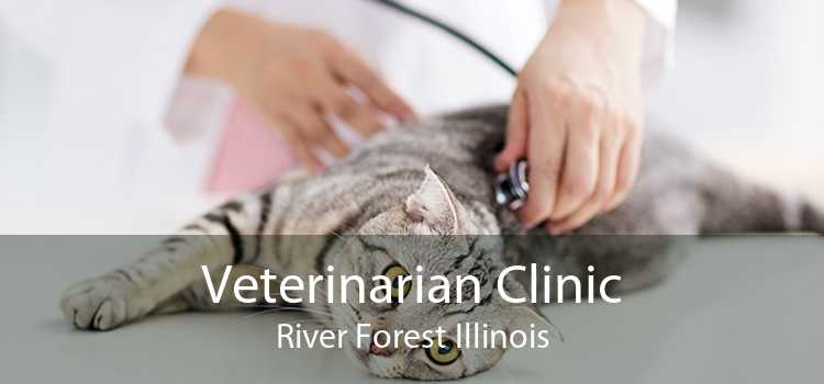 Veterinarian Clinic River Forest Illinois