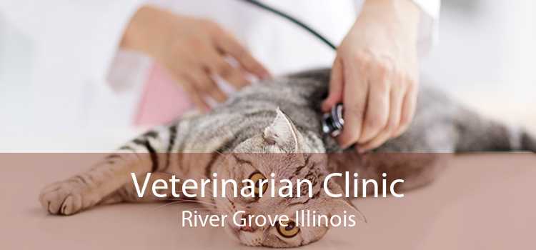 Veterinarian Clinic River Grove Illinois