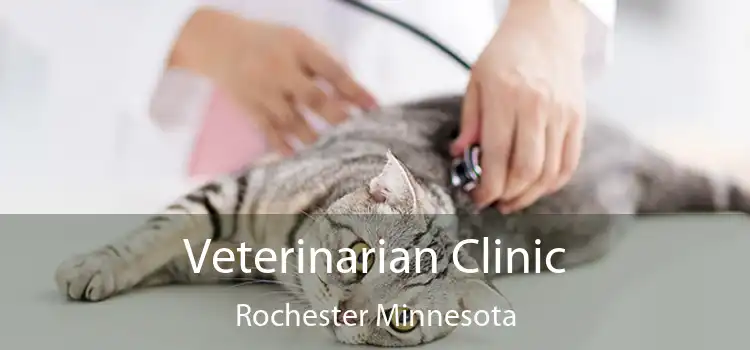 Veterinarian Clinic Rochester Minnesota