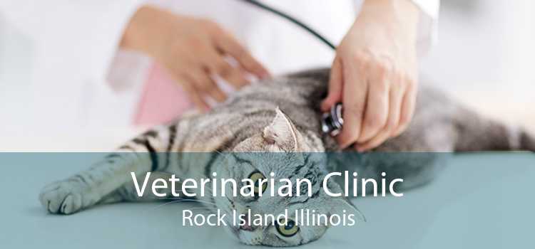Veterinarian Clinic Rock Island Illinois