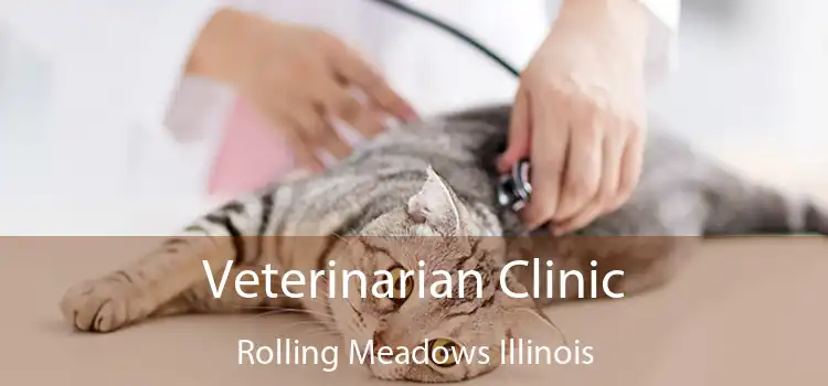 Veterinarian Clinic Rolling Meadows Illinois