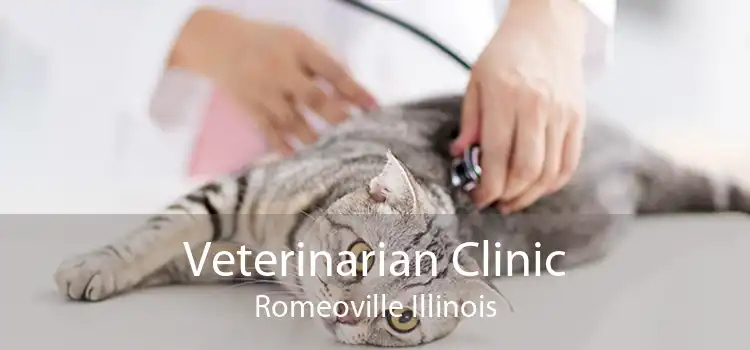 Veterinarian Clinic Romeoville Illinois