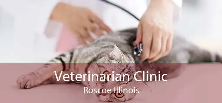 Veterinarian Clinic Roscoe Illinois