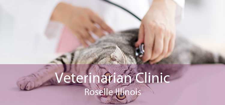 Veterinarian Clinic Roselle Illinois