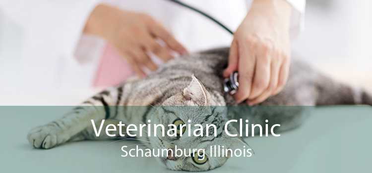 Veterinarian Clinic Schaumburg Illinois