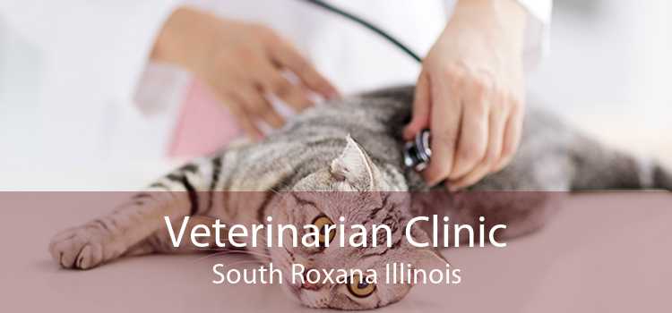 Veterinarian Clinic South Roxana Illinois