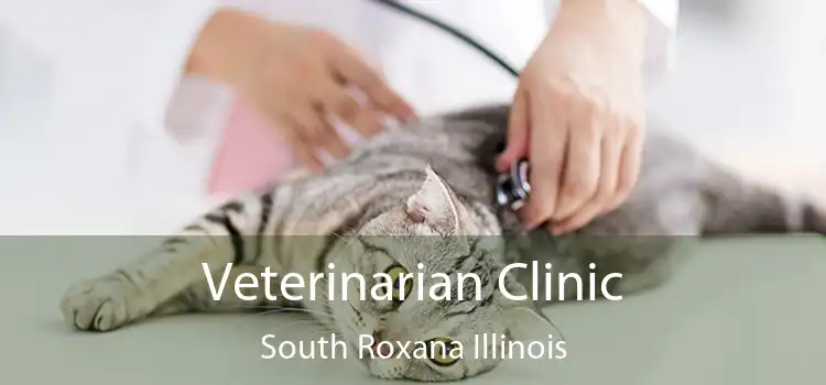 Veterinarian Clinic South Roxana Illinois