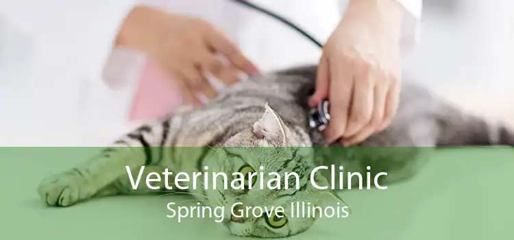 Veterinarian Clinic Spring Grove Illinois