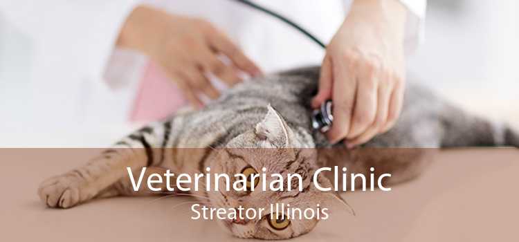 Veterinarian Clinic Streator Illinois