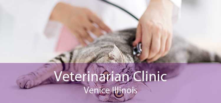 Veterinarian Clinic Venice Illinois
