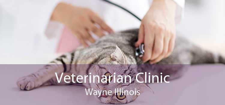 Veterinarian Clinic Wayne Illinois