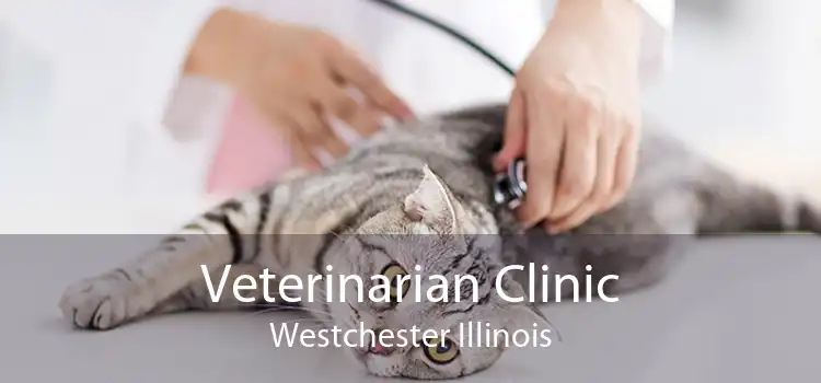 Veterinarian Clinic Westchester Illinois