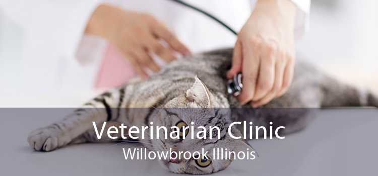 Veterinarian Clinic Willowbrook Illinois