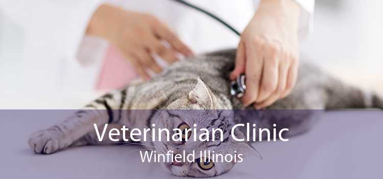 Veterinarian Clinic Winfield Illinois