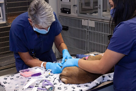 Minneapolis animal hospital