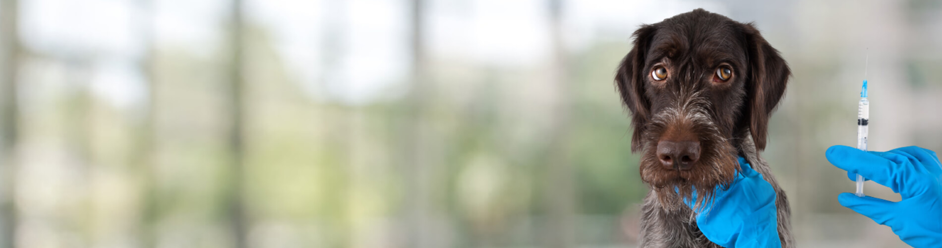 Dog Vaccinations Duluth Low Cost Dog Vaccinations Near Me