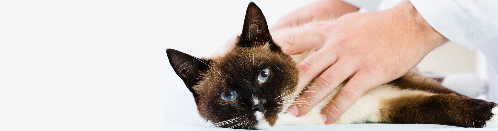 Pet Euthanasia Litchfield Dog & Cat Euthanasia At Home Litchfield