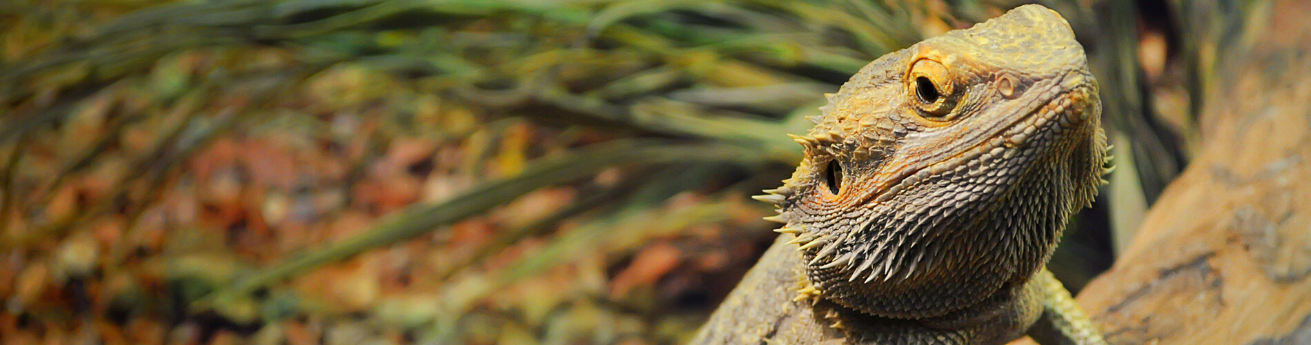 Reptile Vet Shakopee 24 Hour Reptile Vet Near Me