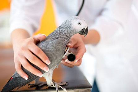 Bird Vet in Fort Sheridan