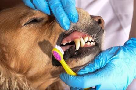 dog dentist in Peru