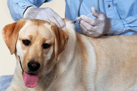  vet for dog vaccination in Swansea