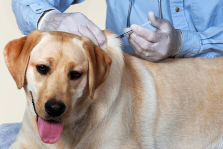  vet for dog vaccination in Woodbury