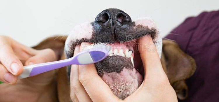 Anesthetic Dentistry in Morris