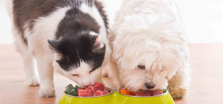 animal hospital nutritional consulting in Oswego