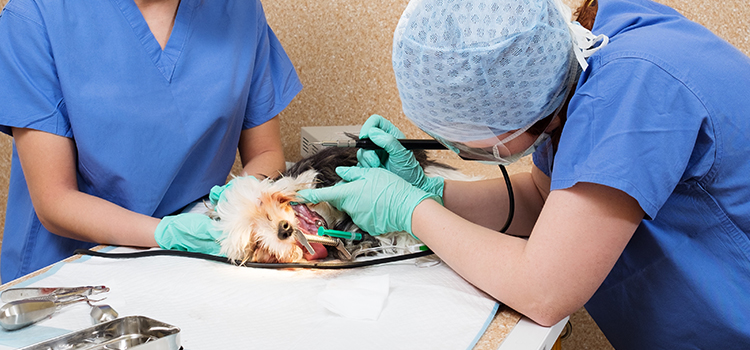 Normal animal hospital veterinary operation