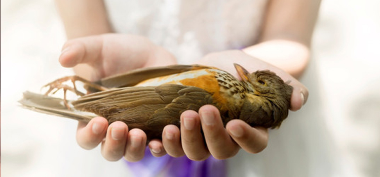 bird regular veterinary hospital in Worden