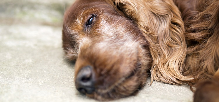 Dog Euthanasia Drugs in Moro