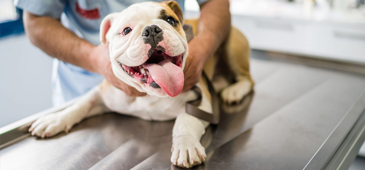 Brooklyn Center pet emergency clinic