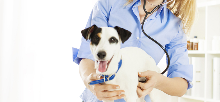 24/7 Vet Emergency Vet in Trenton 