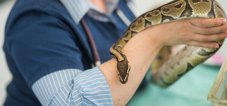 practiced vet care for reptiles in Eola