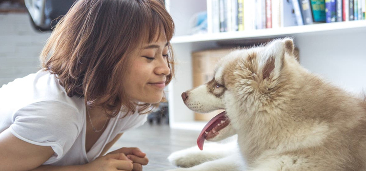 spay and neuter facilities in Duluth